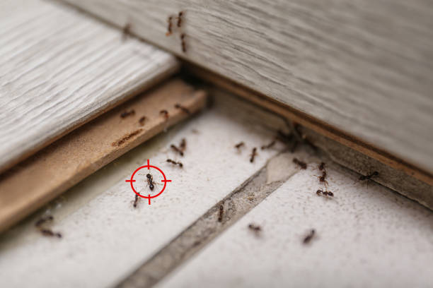 Best Local Pest Control Services  in Lake Worth, TX
