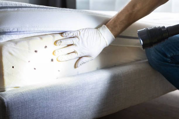 Best Termite Control Services  in Lake Worth, TX