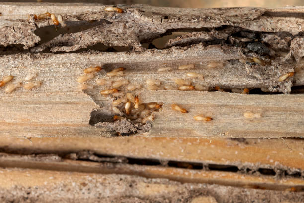 Bird Control in Lake Worth, TX
